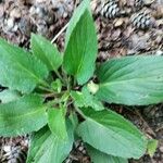 Viola sagittata Leaf