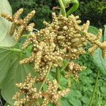 Dioscorea dumetorum Flower