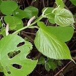 Tilia × europaea পাতা