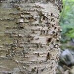 Betula alleghaniensis Kôra