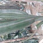 Isolatocereus dumortieri Hábito