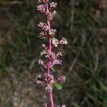 Amaranthus torreyi Žiedas