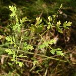 Peucedanum oreoselinum Leaf