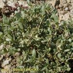 Helianthemum squamatum Hábito