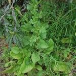 Urospermum picroides Leaf