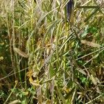 Crotalaria lanceolata Hoja