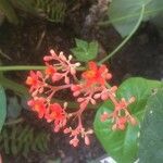 Jatropha podagrica 花