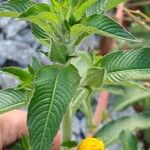Ludwigia peruviana Hoja