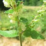 Teucrium scorodonia Blatt