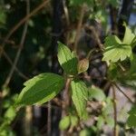 Clematis lasiantha Leaf