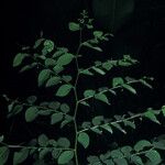 Phyllanthus brasiliensis Лист