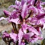 Cyrtochilum ramosissimum Flower