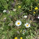 Leucanthemum adustum Habitat