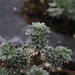 Artemisia schmidtiana Blad