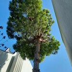 Pinus pineaᱥᱟᱠᱟᱢ