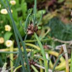 Allium × proliferum Frutto