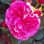 Rosa × damascenaFlower