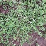 Cerastium rivulariastrum Hábito