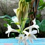 Polianthes tuberosa Çiçek
