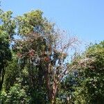 Erythrina amazonica Habitatea