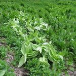 Veratrum californicum موطن