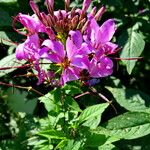 Cleome violacea Habit