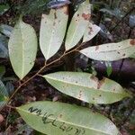 Naucleopsis guianensis Blatt