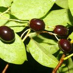 Prunus rhamnoides Vrucht