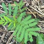 Mimosa quadrivalvis Leaf