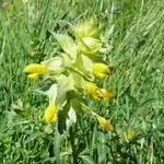 Rhinanthus major Habit