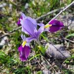 Iris reticulata Kwiat