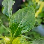 Impatiens flaccida Leaf