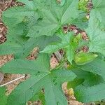 Abelmoschus esculentus Habit