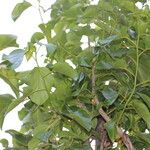 Cordia subcordata Leaf