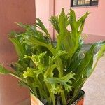 Microsorum punctatum Blatt