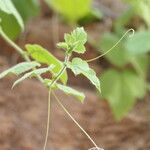 Passiflora vesicaria Lubje