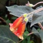 Kohleria amabilis Цветок