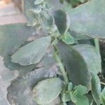 Kalanchoe fedtschenkoiHoja