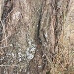 Faidherbia albida Rinde