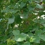 Ehretia macrophylla Folha