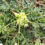 Lomatium dasycarpum Foglia