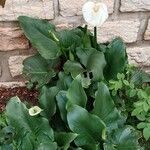 Zantedeschia aethiopica Habitus
