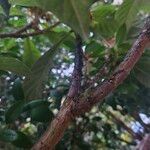 Eriobotrya japonica Lubje