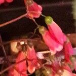 Kalanchoe manginii Цвят