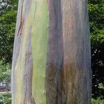 Eucalyptus deglupta Bark