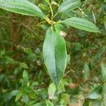 Agarista salicifolia Leaf