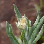 Gnaphalium polycaulon Flower