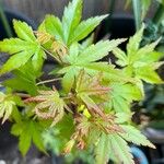 Acer japonicum Thunb.Leht