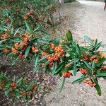 Pyracantha coccinea Фрукт