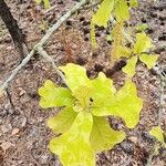 Quercus marilandica Leaf